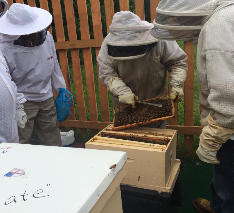 When to Work with Bees Best to work them during: Mid morning to early evening Warm sunny days Calm days Strong
