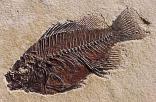 Cambrian: first fishes Late proterozoic trilobites earliest ~521