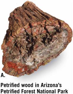 Example: petrified wood 2) Molds and casts A mold is created when a