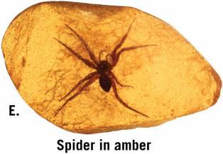 4) Amber Amber is the hardened resin of