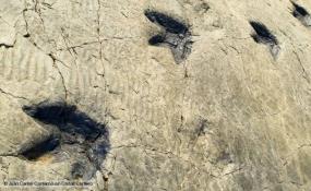 Trace fossils Indirect evidence of