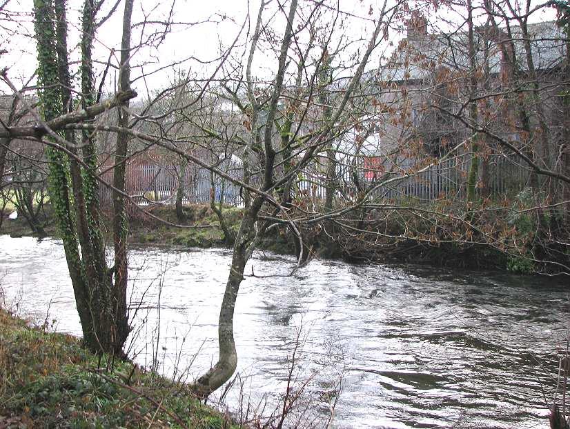 Figure 5: Semi-natural riverbank of rocks and pebbles, overgrown