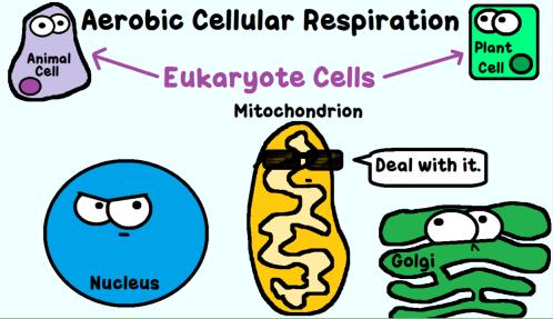 All cells must do some form of cellular respiration- animal cells, plant cells, bacterial