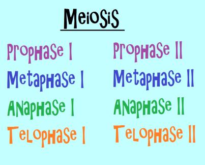 What is the significance of crossing over, which occurs in meiosis?