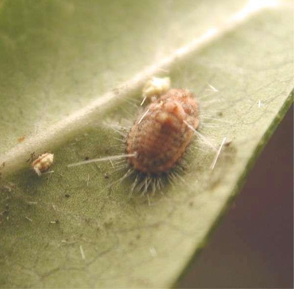 EXAMPLES Cottony cushion scale insect in California Attacked the