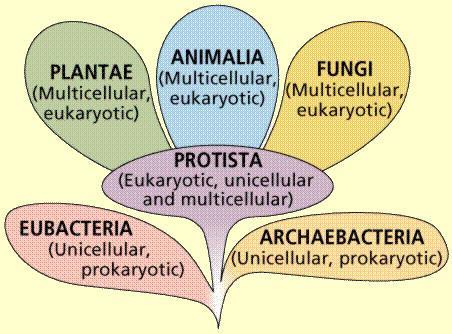 Homo sapiens Mnemonic: DUMB KING PHILIP CAME OVER FOR GOOD SOUP Domain is the broadest: Archaea, Bacteria, & Eukarya Archaea