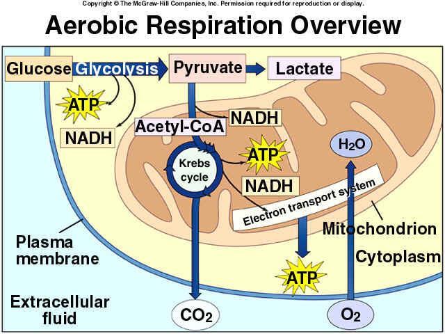 Glycolysis: Step 2: Krebs Cycle pyruvic acid is broken down into CO 2 and H + (attached to the electron carriers FADH 2 & NADH); produces 2 ATP; occurs in the matrix