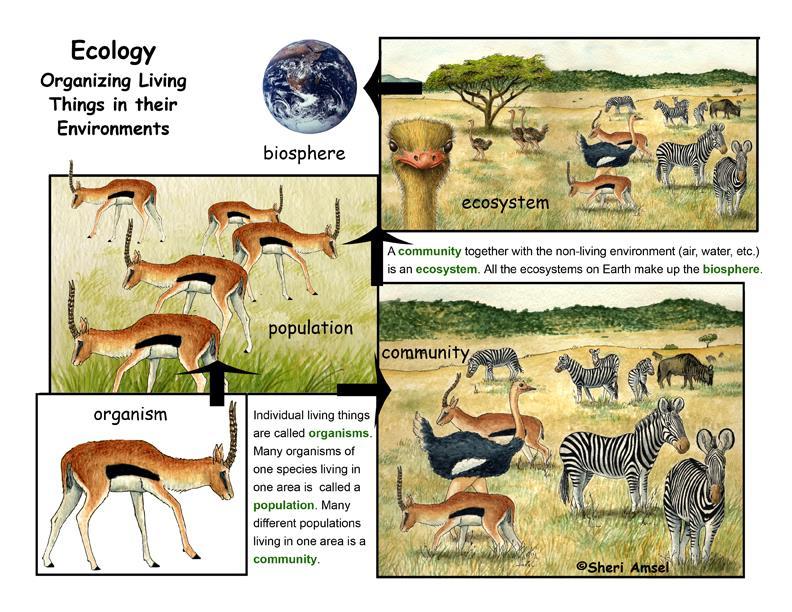 Example: (all of the birds in Graves County, including turkey, chickens, hawks, songbirds, etc ); a food web is a community Ecosystem An ecosystem includes all of the biotic factors (living things)