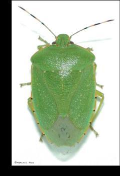 green stink bug adult nymph 55 (Rutgers)