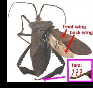 net) 56 harlequin bug Aphids Mealybugs