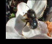honey bee bumble bee