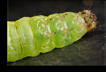moth head true legs prolegs (2-5