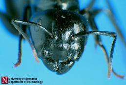 beetle big-eyed bug