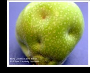 Fruit Pests) Fruit