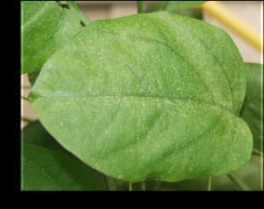 spider mite (fine) leafhopper