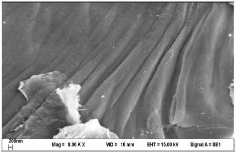 B E C F Figure 3 : SEM Micrographs of Chitin