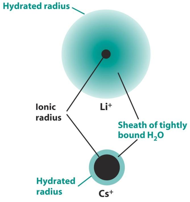 Ion-Exchange method b) Hydrated radius : hydrated radius or