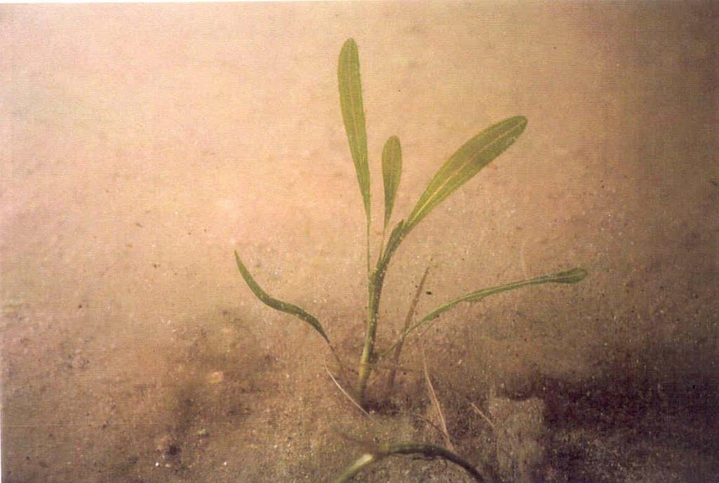 Early Season Scouting Challenge: (Curlyleaf Pondweed Increases in Density) Early