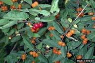 Non-Native Bush Honeysuckles Lonicera maackii; Lonicera morrowii Lonicera tatarica;