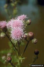 Canada Thistle Cirsium arvense Perennial herb that grows in 1.