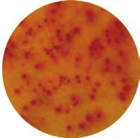 coli, Klebsiella, Pseudomonas and Salmonella species in food and environmental samples.