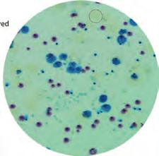 30374 UTI ID Membrane (Urinary Tract Infections ID Membrane) For rapid detection and confirmation of microorganisms mainly causing urinary tract infection, for eg. E.