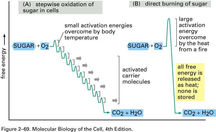 Cells use enzymes to catalyze the controlled oxidation of organic molecules in small steps through a sequence of reactions that allows useful energy to be harvested The controlled, stepwise oxidation