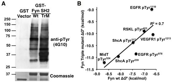 Fig. S3. The specificity and affinity of the Fyn SH2 triple mutant in comparison to those of the wild-type domain.