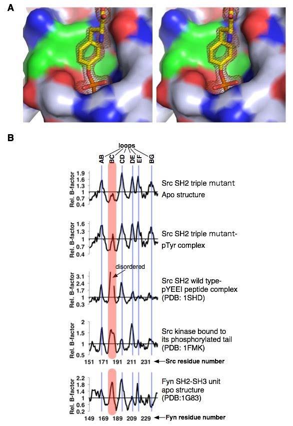 Fig. S5. The dynamics of the BC loop and its stabilization in the Src SH2 triple - mutant domain. (A) A stereo view of the ptyr-binding pocket as shown in Fig. 5A.