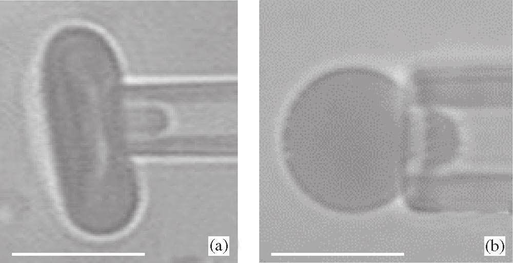 1 Biomembranes 1.1 Micropipette aspiration 1.1.1 Experimental setup Figure 1.1: Flaccid (a) and swollen (b) red blood cells being drawn into a micropipette. The scale bars represent 5 µm.
