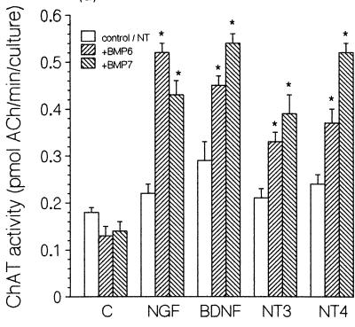 Chapter I Introduction Evidence for survival-promoting effects of neurotrophins in the central nervous system (CNS) is abundant in the literature, starting with the discovery of nerve growth factor