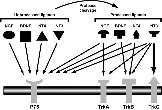 3 example, BDNF and NT-4 both bind TrkB but only NT-4 promotes survival of D-hair mechanoreceptors (Minichiello et al., 1998). Third, timing of neurotrophin binding (constitutive release vs.