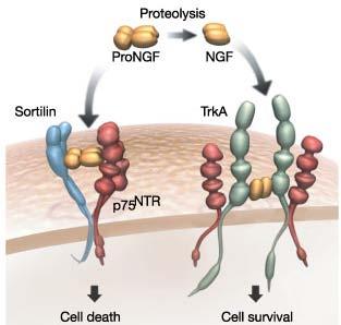 8 p75 NTR Fig. 1.4 Neurotrophins use three different classes of receptors, p75 NTR, Trk and sortilin. Binding of pro-ngf to sortilin in complex with p75 NTR with high affinity can trigger cell death.