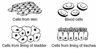 58 Some human body cells are shown in the diagrams below.