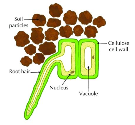 Figure 8: Diagram of a root hair cell The cortex consists of parenchyma cells. These cells are large which enables them to store water and food.
