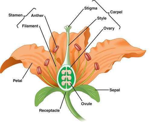Slide 47 / 86 Structure of a Flower Carpels are female structures composed of the stigma