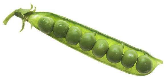 The seed of a monocot is actually a fruit with one seed inside.