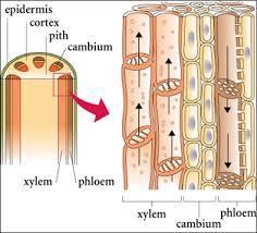 Exercise: look for vascular bundles Stems Xylem water