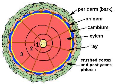 divides to produce xylem and phloem Boundless.