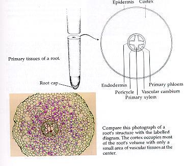 edu Root Structure Root hairs- high surface area Root