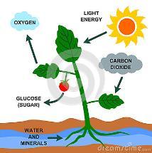 photosynthesis Plants are autotrophs!