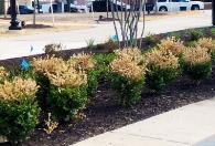 Varying cold hardiness plants and plant parts Plants are very diverse, shaped