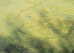 algae (green algae) are