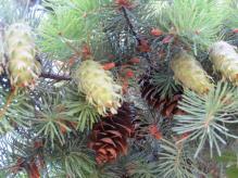 Conifers Classified as gymnosperms -