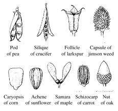 Fruits Types of fruits Simple one ovary