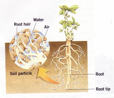 Roots In a vacant lot, you probably won t see a very important part of every plant. The root system of a plant usually grows underground. A plant s root system is made up of many roots and root hairs.