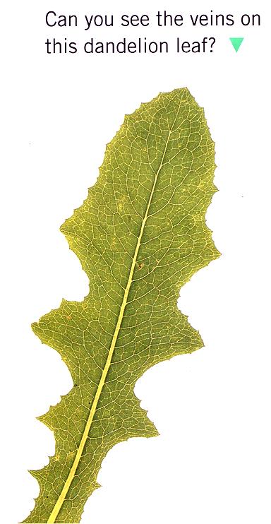 The main part of the leaf is called the blade. Although leaves can be many different colors, the blade of a leaf is usually green.