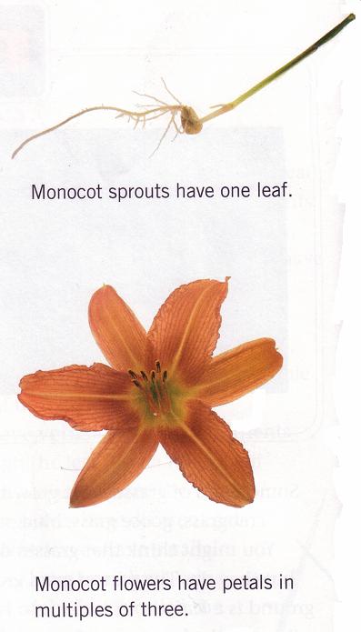 If the veins are arranged next to each other, in parallel lines, the plant is a monocot. The word monocot tells you what to expect from the type of plant.