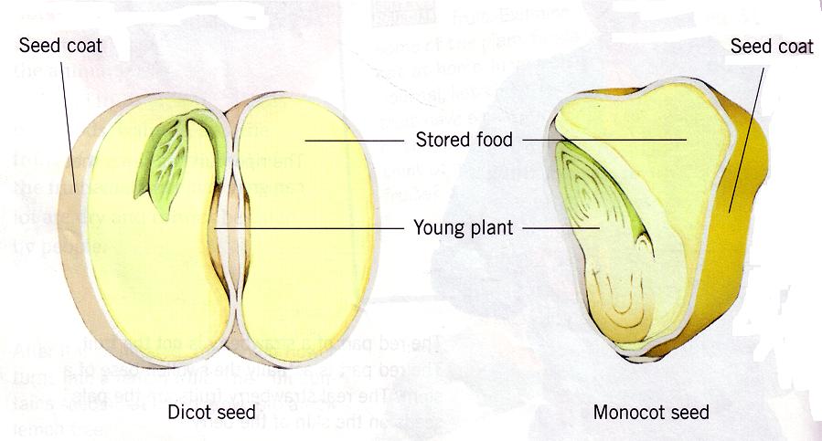 Everything needed for the new plant to grow is inside the seed. A tiny young plant, formed from the fertilized egg, is inside the seed.