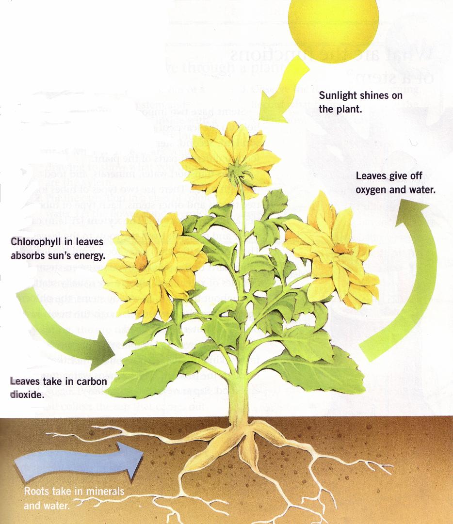 The function of the leaves is to use the sunlight they absorb to make food. This process is called photosynthesis (f t sin th sis). The word comes from two Greek words. Photo means light.